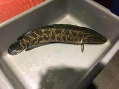 招牌有机黑鱼-七秒鱼·斑鱼火锅(太阳城店)