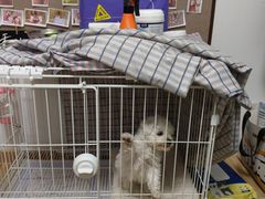 -翊宠yipet猫狗购宠庄园犬舍•猫舍