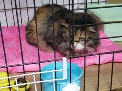 -萌兽医馆·犬猫专科·眼科中心·宠物医院(朝阳门分院)