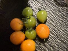 -吴越荣记苏州菜·松鼠桂鱼100%活鱼现做(斜塘老街店)