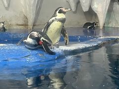 -太平洋海底世界