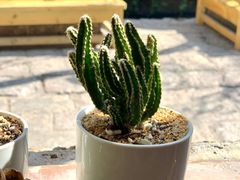 -饵块食光·云南有机手作饵块