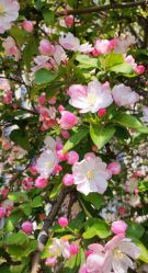 -Cindy Jewelry·钻戒·彩色宝石