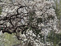 -团结湖公园