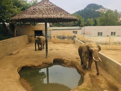 -西霞口神雕山野生动物世界