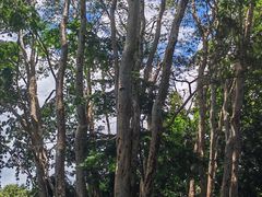 -中国科学院西双版纳热带植物园