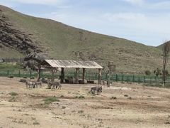 -新疆天山野生动物园