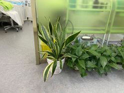 -苗医生0感科技祛痘