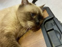 -Heymao猫咖.咖啡厅(东门店)