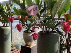 -金科花卉市场