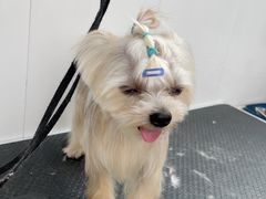 -北京恒爱动物医院(清景园分院)