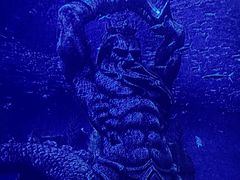 -哈尔滨波塞冬海底世界