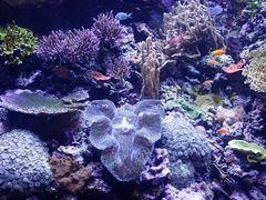 -西雅图水族馆