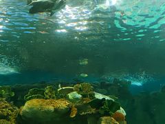 -上海海洋水族馆