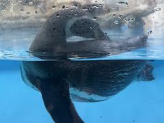 -帝企鹅自助餐厅•儿童岛•真企鹅(长隆企鹅酒店)