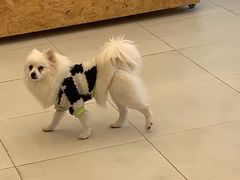 -怪兽屋·羊驼·猫咖·狗咖(俊华广场店)