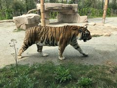 -上海野生动物园老虎餐厅