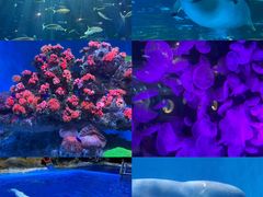 -海合安青岛极地海洋公园
