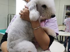 -北京观赏动物医院·24小时大型综合·猫专科·异宠专科