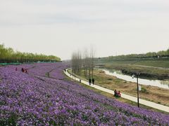 -洨河生态公园