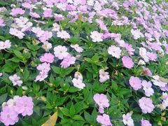 -海心沙亚运公园