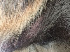 -北京观赏动物医院·24小时大型综合·猫专科·异宠专科