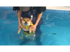 -Goku PET SHOP宠物视觉生活馆(双井店)
