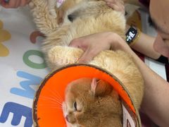 -美联众合动物医院·24h京西诊疗中心