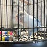 奶油汁很浓郁 可以裹满每根面条 #0元玩转这座城