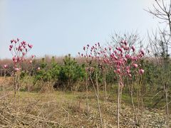 -明秦王墓遗址