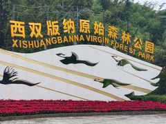 -西双版纳原始森林公园