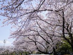 -名古屋城