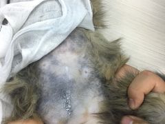 -佳怡动物医院·平价24小时·猫专科骨外科