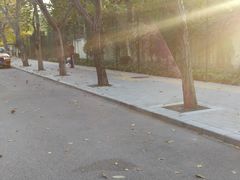 -三里屯东五街银杏大道