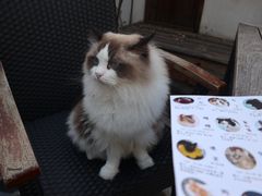 -喵屿·大理花园猫咖