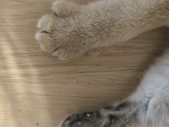 -楼上猫咖(罗湖店)