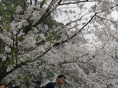 -武汉大学-樱园