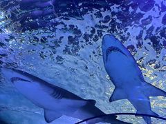-悉尼海洋生物水族馆