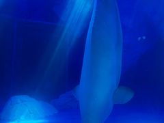 -上海海昌海洋公园-冰山北极馆