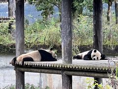 -中国大熊猫保护研究中心雅安碧峰峡基地