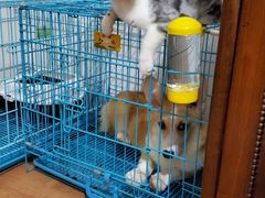 -翊宠yipet猫狗购宠庄园犬舍•猫舍