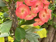 -西双版纳傣族园