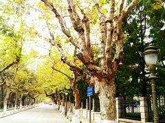 -八大关景区