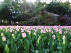 -上海鲜花港
