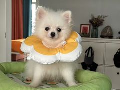 -唐小姐の私宠·宠物洗护美容·撸猫馆·购宠(周浦万达旗舰店)