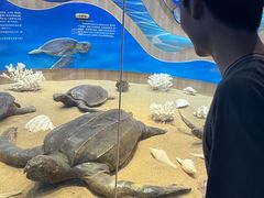 -广东惠东海龟国家级自然保护区