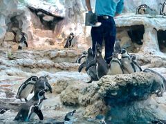 -帝企鹅自助餐厅•儿童岛•真企鹅(长隆企鹅酒店)