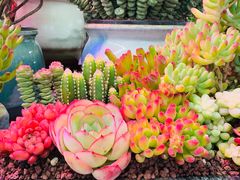 -花鸟鱼虫鲜花绿植市场(玉泉路店)