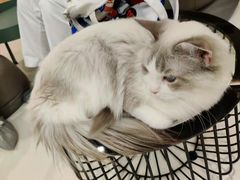 -飞行喵MR PILOT|猫舍·猫咖(静安大融城店)