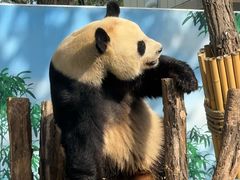 -秦皇岛野生动物园